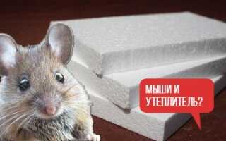 Едят ли мыши минвату. пеноплекс, пенопласт и другие утеплители? ПЯТЬ — да, ВОСЕМЬ — нет