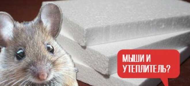 Едят ли мыши минвату. пеноплекс, пенопласт и другие утеплители? ПЯТЬ — да, ВОСЕМЬ — нет
