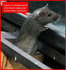 Преимущества утепления камышом