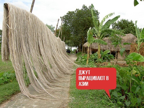 БАГЛАДЕШ СУШКА ДЖУТА