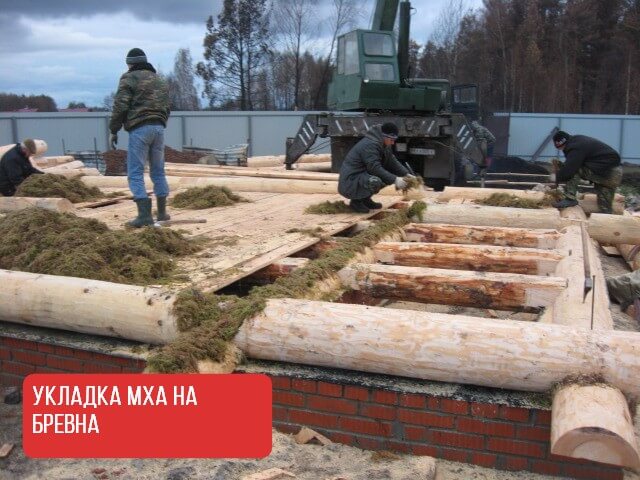МОХ СФАГНУМ ДЛЯ УТЕПЛНИЯ БРУСА 2
